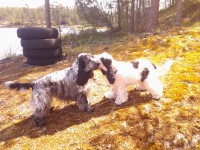 /album/ilpo/a10429320-10205647716410474-189502996565034826-n-kopio-jpg1/